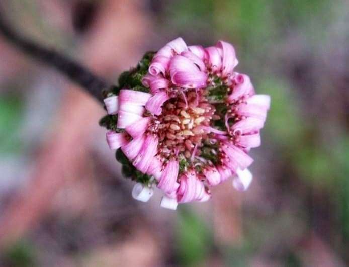 Image of Lagenophora platysperma