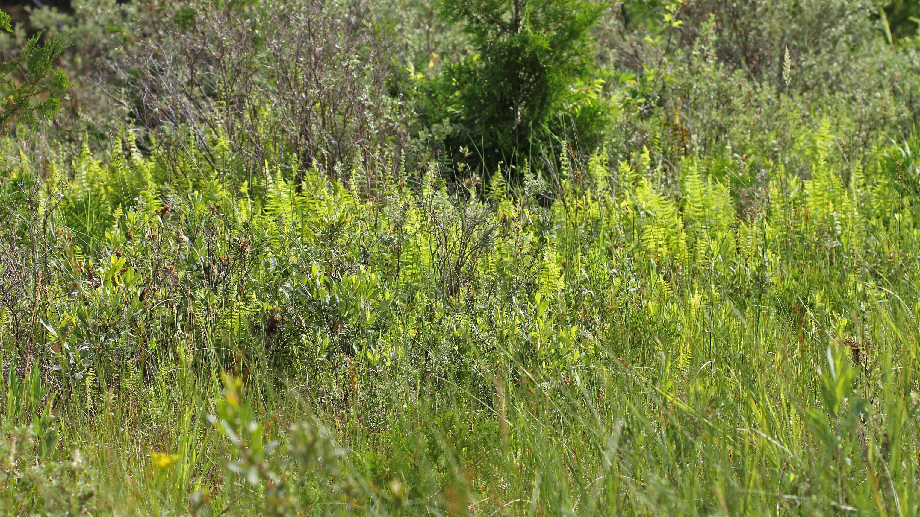 Image of Marsh Fern