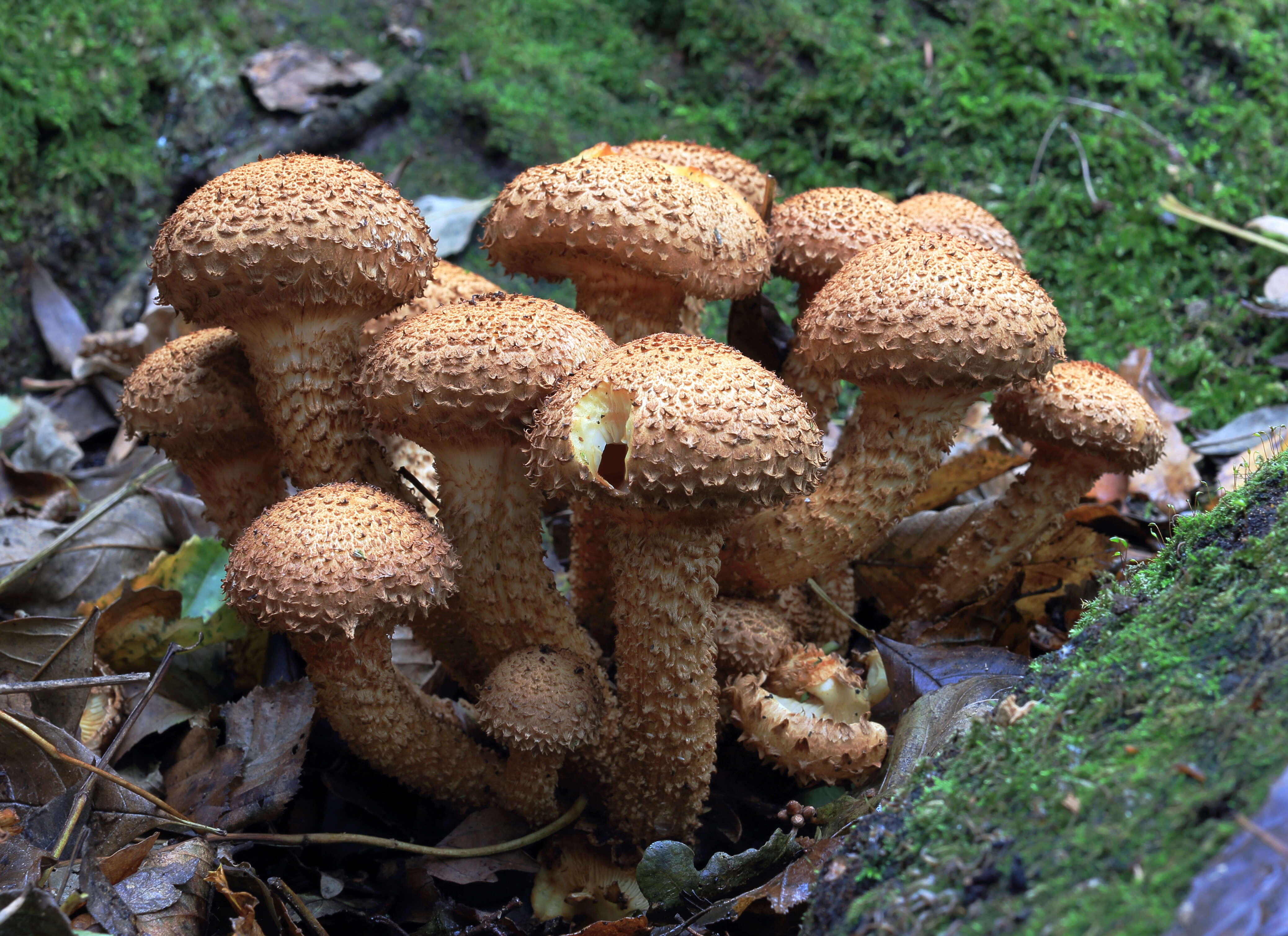 Pholiota squarrosa (Vahl) P. Kumm. 1871 resmi