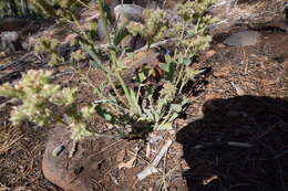 Image of silverleaf phacelia