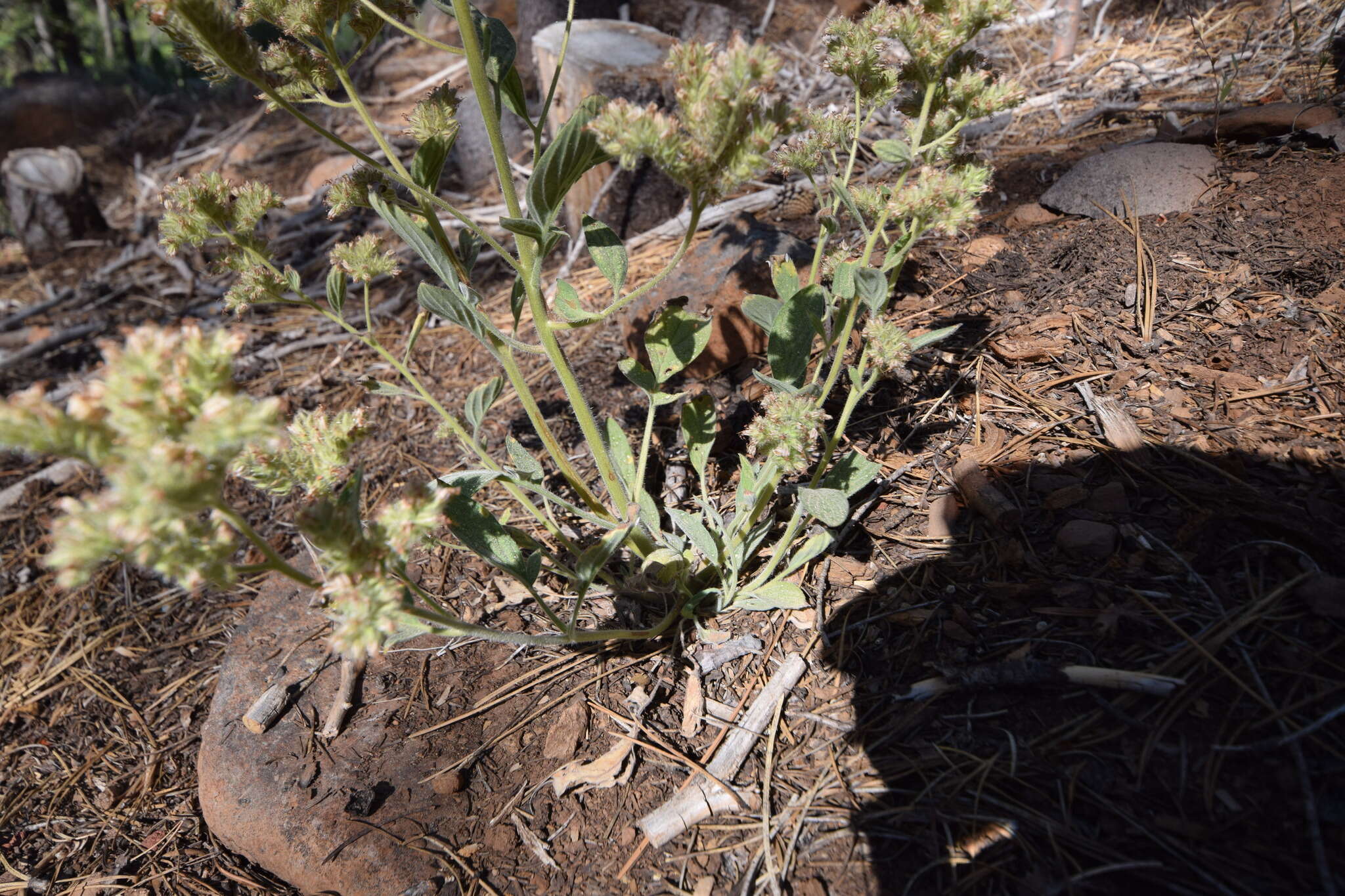 Image of silverleaf phacelia