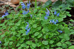 Image of Corydalis caudata (Lam.) Pers.