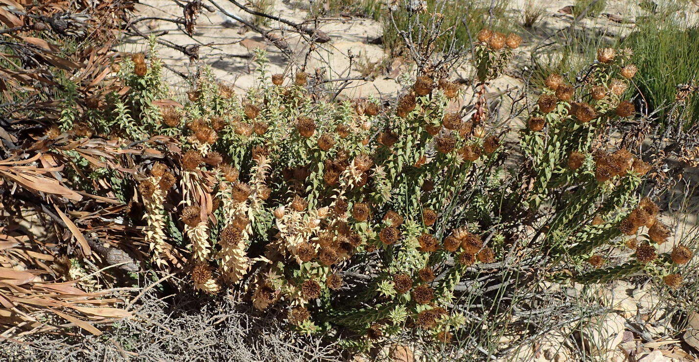 صورة Oedera speciosa (DC.) N. G. Bergh