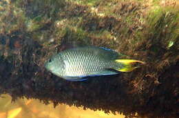 Image of Freshwater Damsel