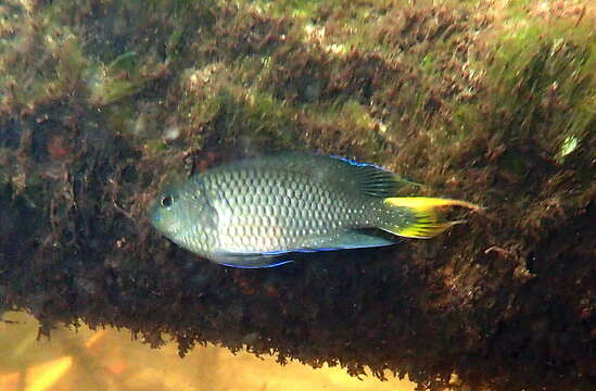 Image of Freshwater Damsel