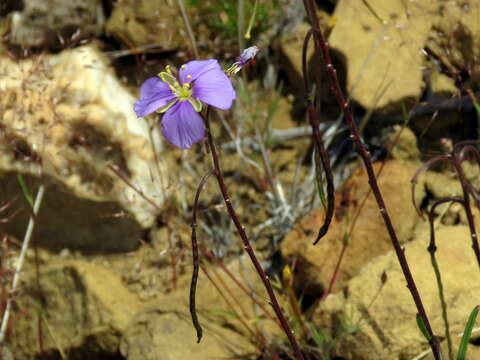 Image of Heliophila suavissima Burch. ex DC.