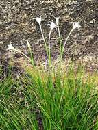 Image of Gladiolus longicollis Baker