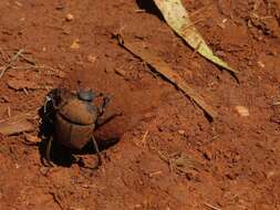 Image of Garreta unicolor (Fahraeus 1857)