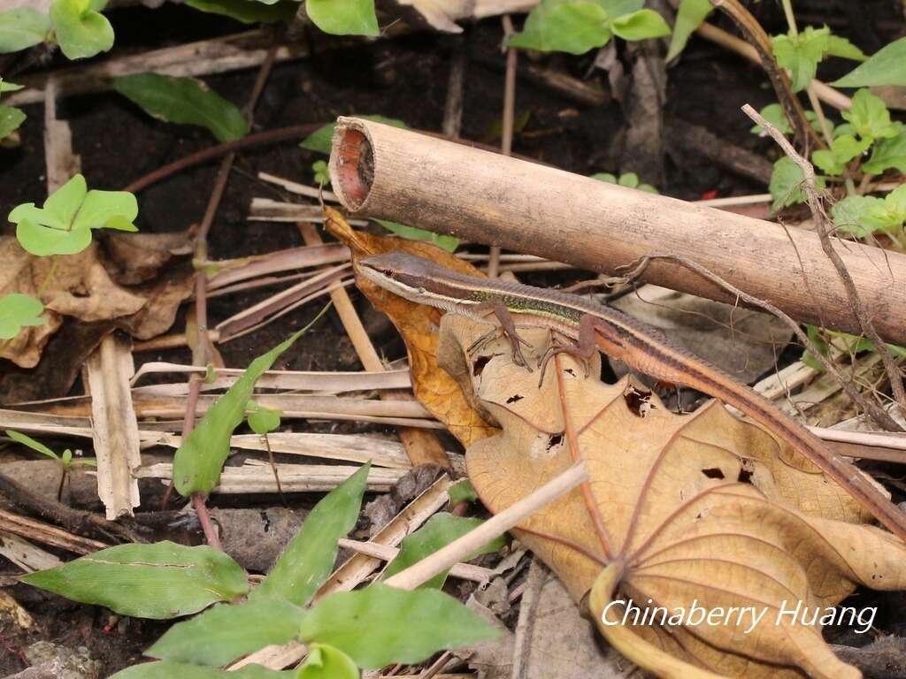 Image of Takydromus viridipunctatus Lue & Lin 2008