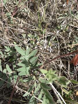 Image of Indian milk-vetch