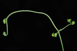 Image of American climbing fern