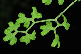 Image of American climbing fern