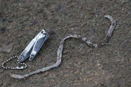 Image of Western Blind Snake