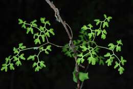 Image of American climbing fern