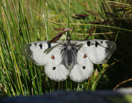 Image of Parnassius nordmanni