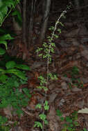 Image of American climbing fern