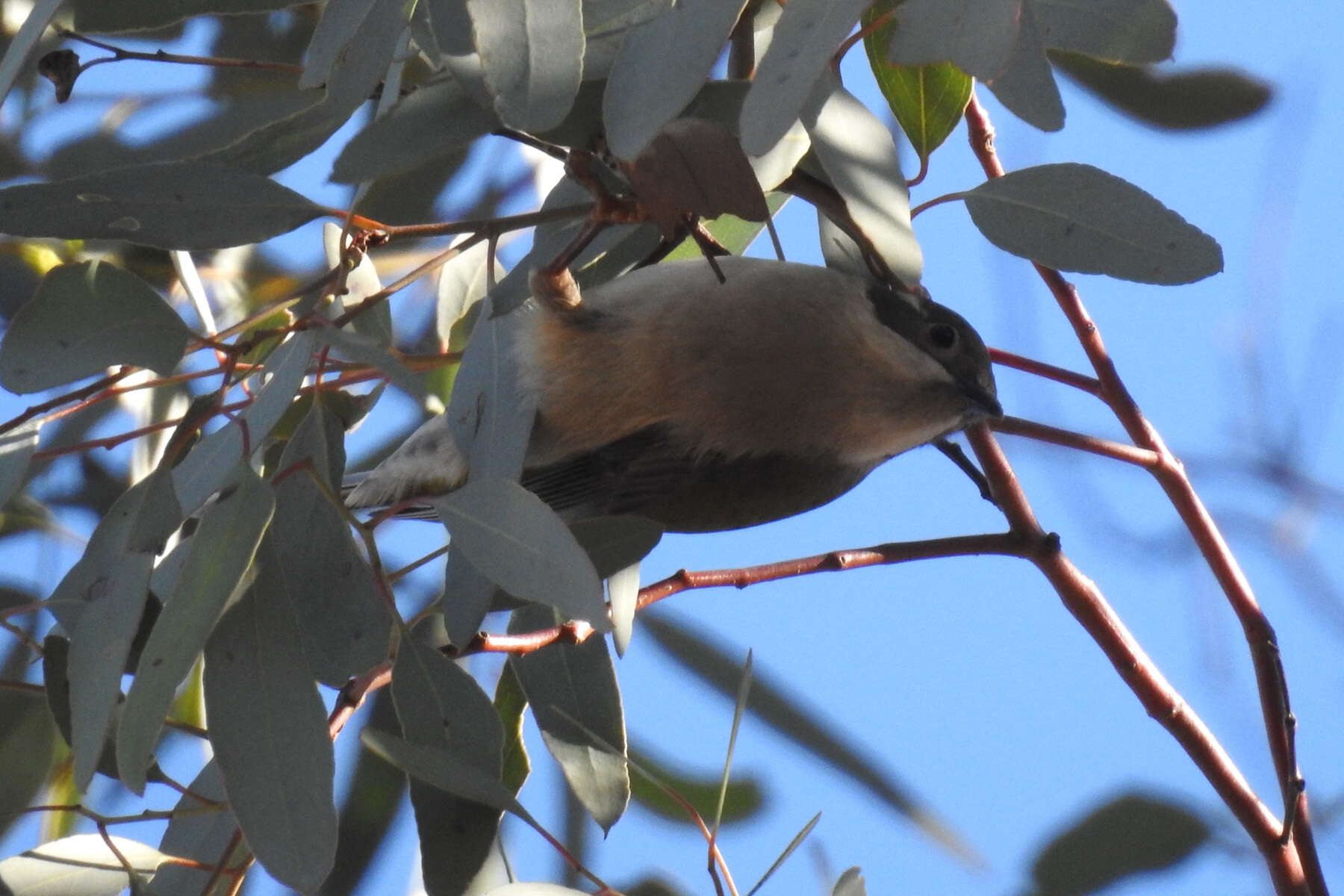 Image of Brown-headed Honeyeater