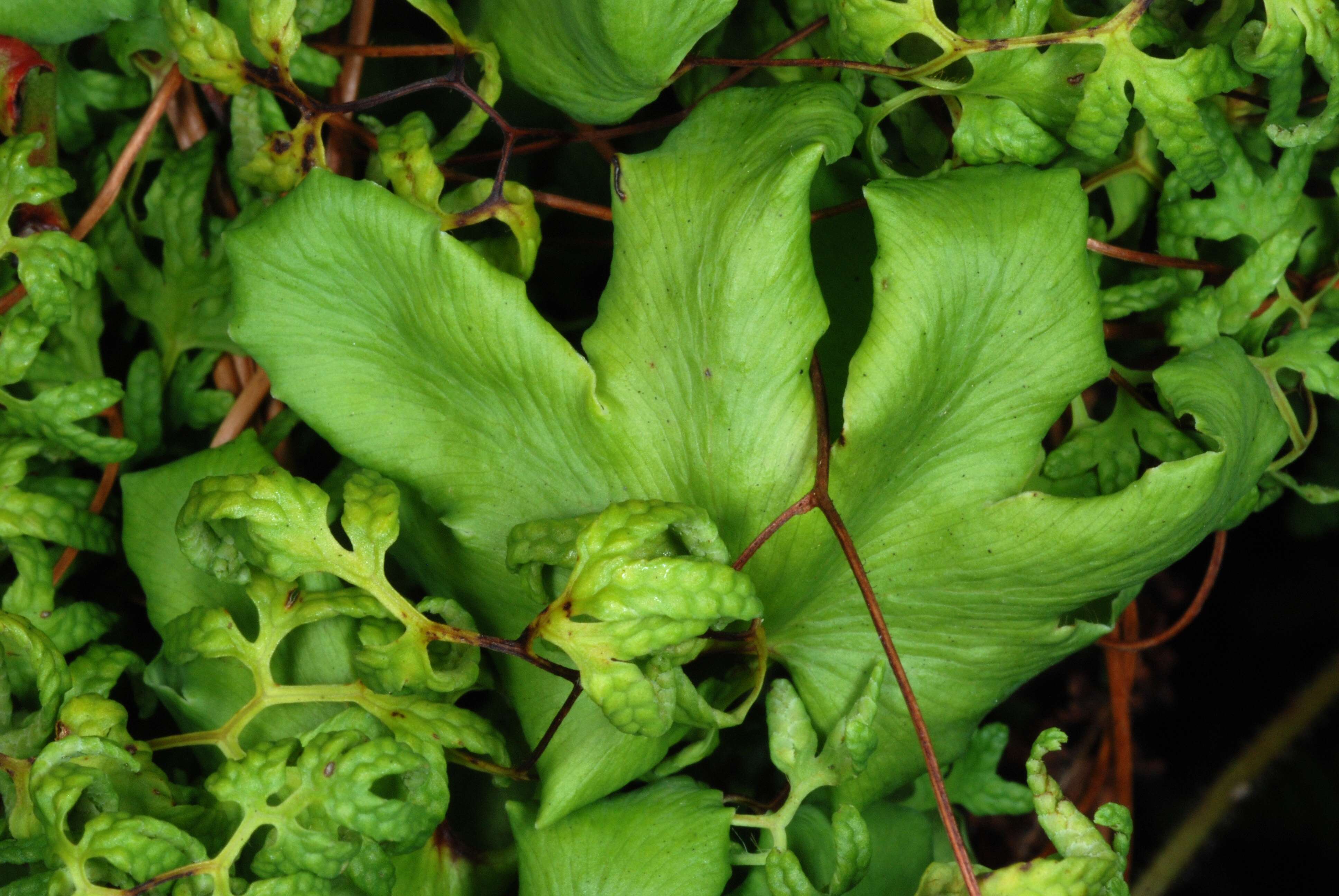 Image of American climbing fern