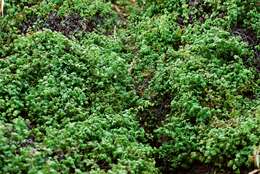 Image of American climbing fern