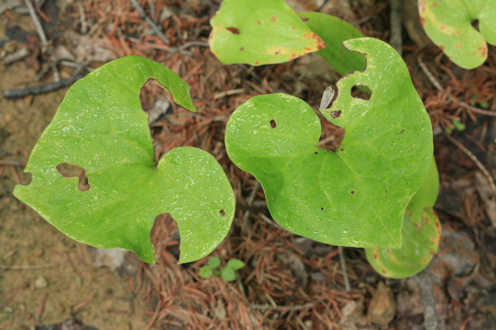 Image of Asarum heterotropoides F. Schmidt