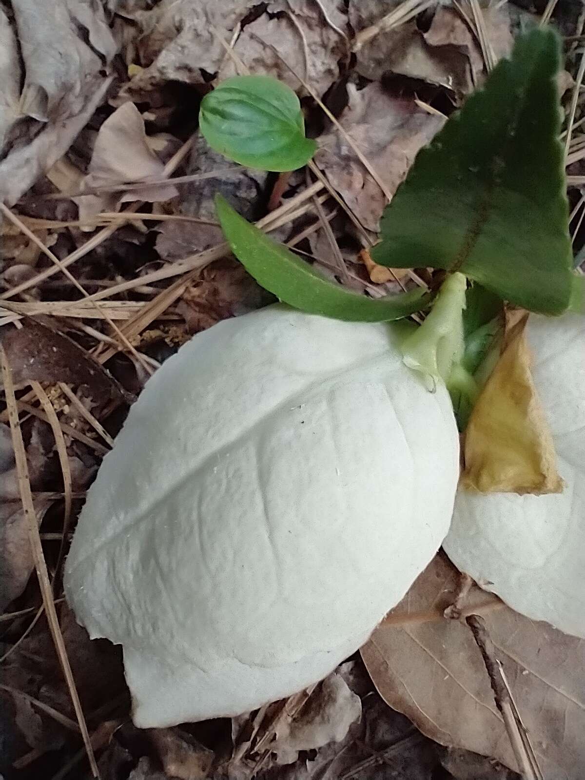 Imagem de Exobasidium camelliae Shirai 1896