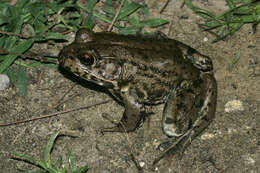 Sivun Lithobates heckscheri (Wright 1924) kuva