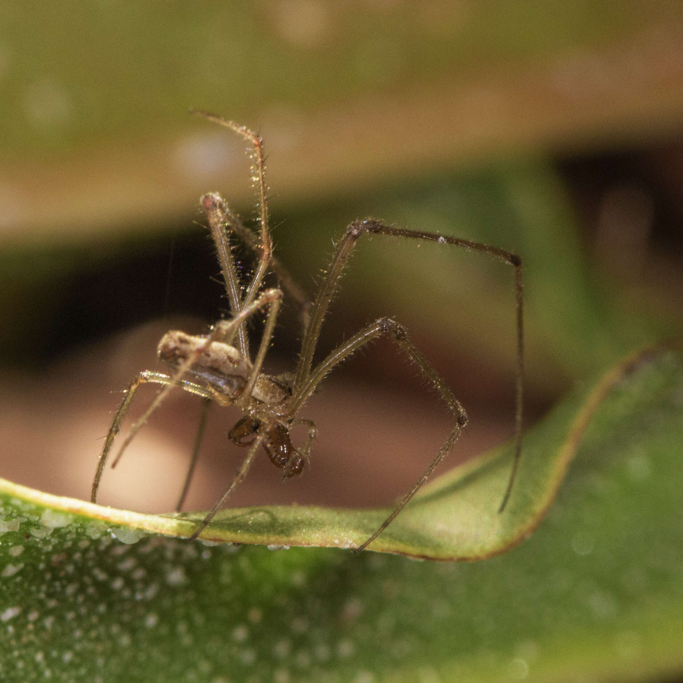 Image of Tetragnatha montana Simon 1874