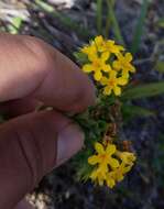 Image of Pineland Heliotrope