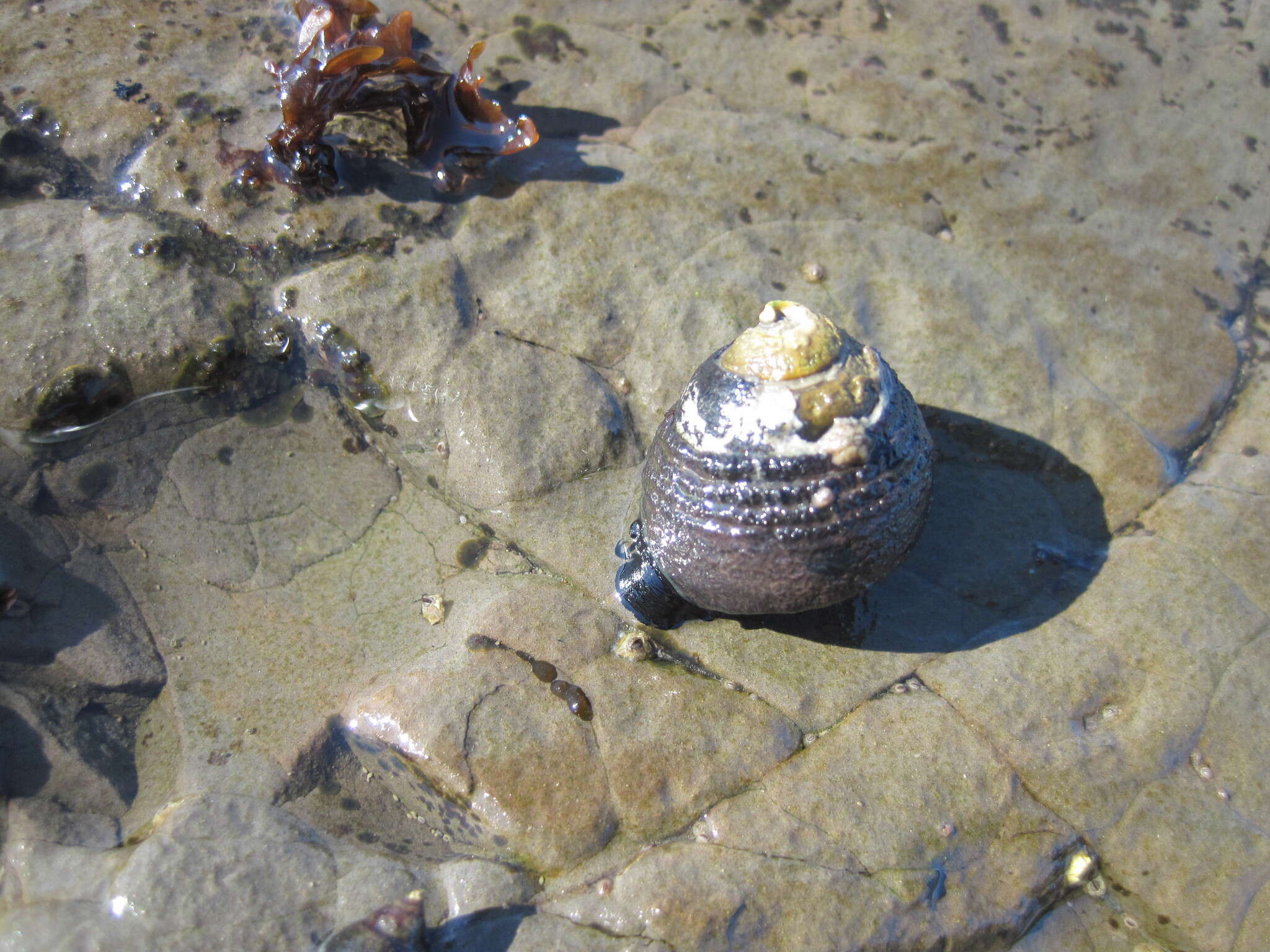 Image of Black Top Shell