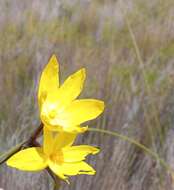 Слика од Bobartia longicyma Gillett