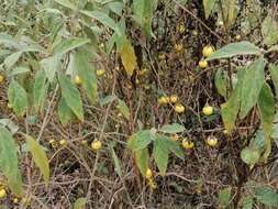 Image de Solanum campylacanthum Hochst. ex A. Rich.