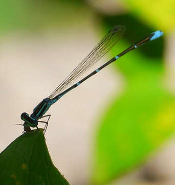 Image of Stream Bluet