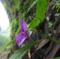 Image of Impatiens puberula DC.