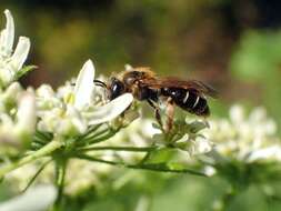 Image de Andrena chrysosceles (Kirby 1802)