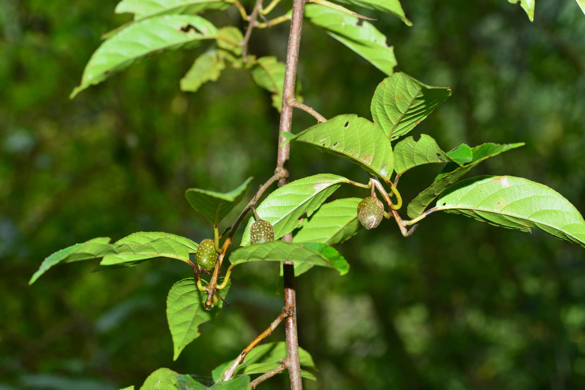 Image of Actinidia callosa var. discolor C. F. Liang