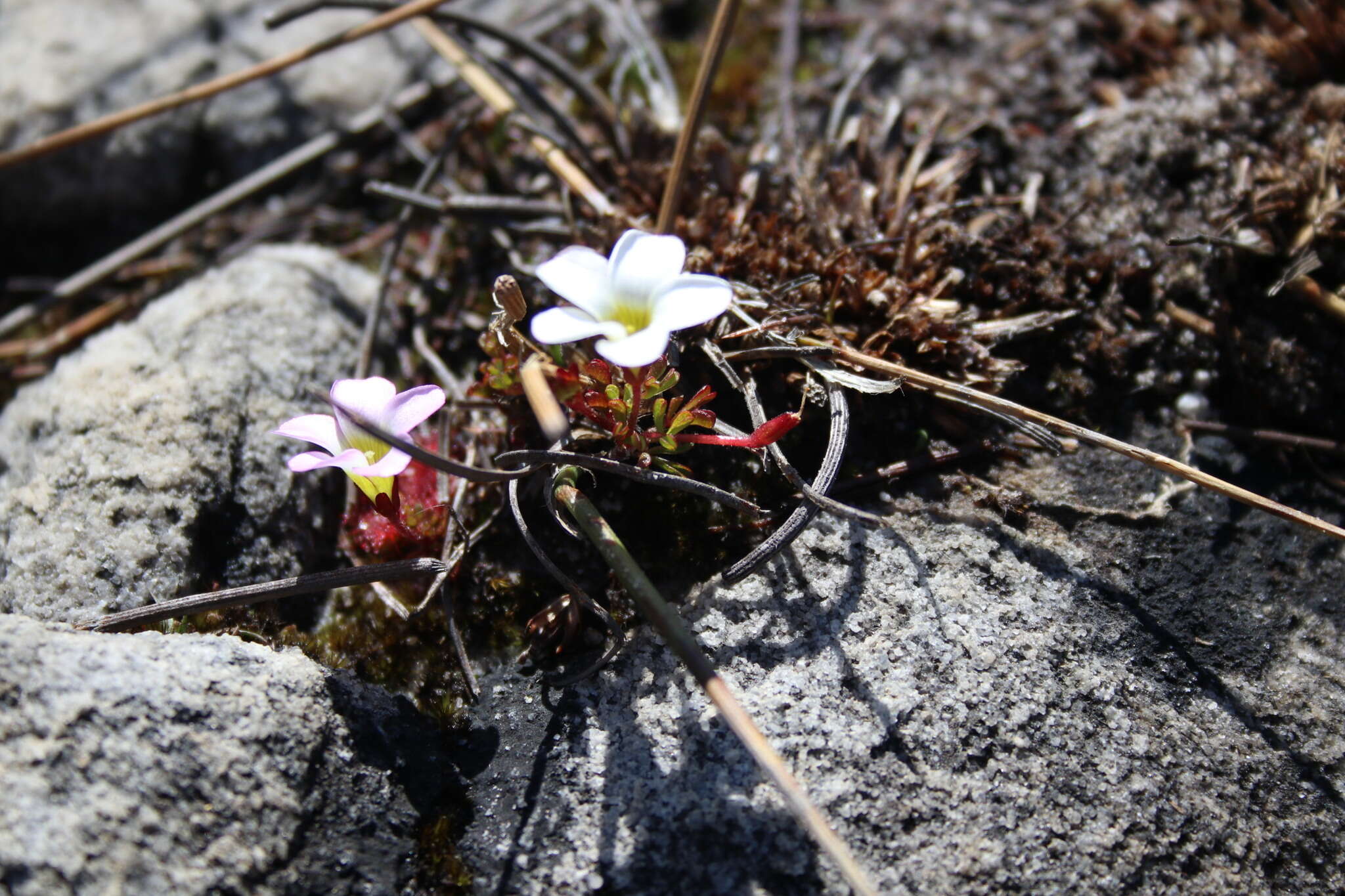 Sivun Oxalis stokoei Weintroub kuva