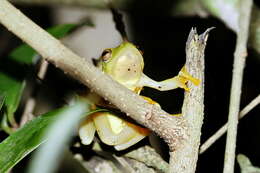 Image of Yellow-striped Reed Frog