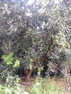 Syzygium paniculatum Gaertn. resmi