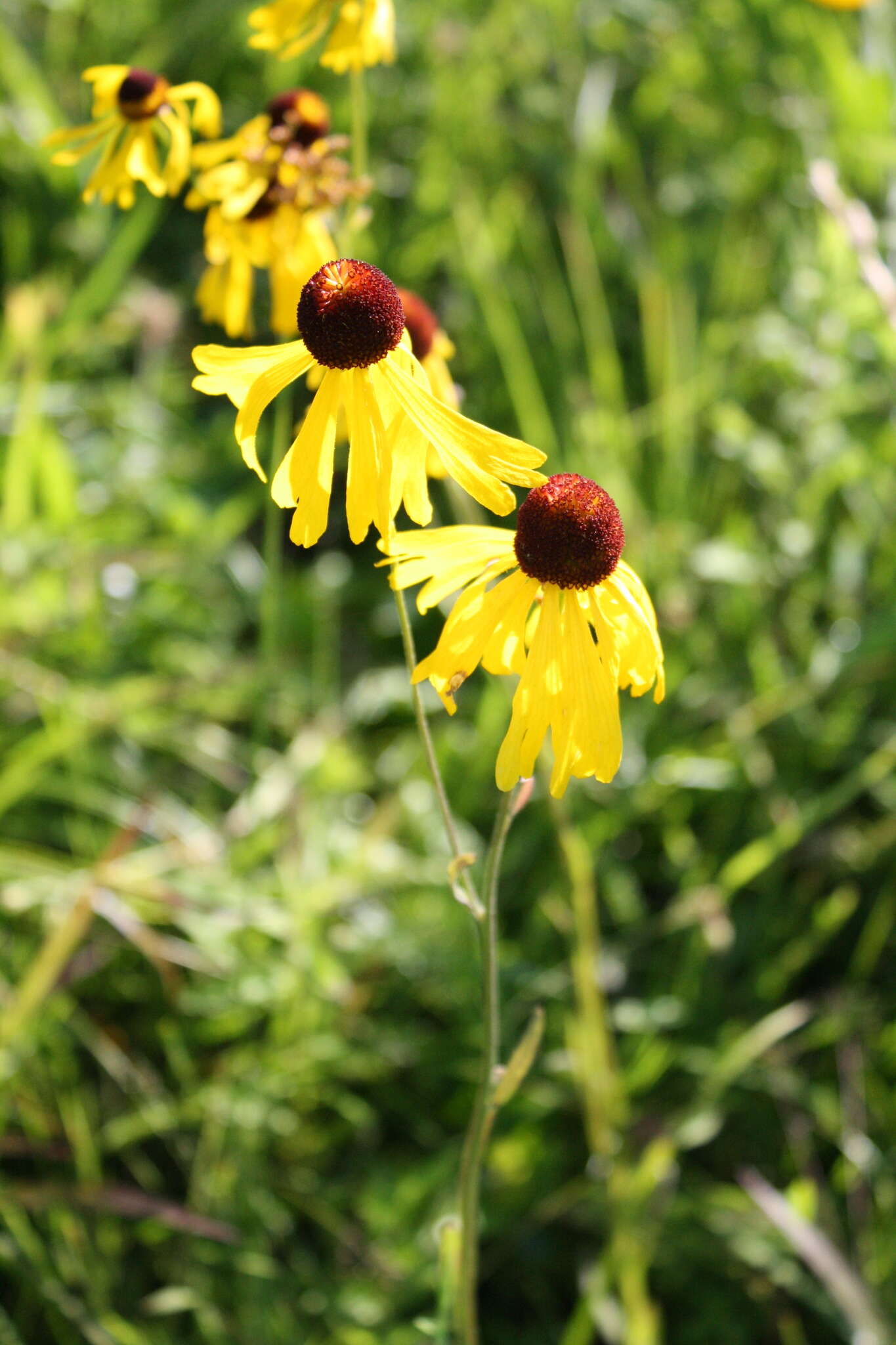 Image of Oldfield Sneezeweed