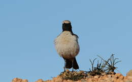 Image of Red-rumped Wheatear