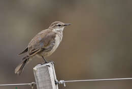 Image of Bar-winged cinclodes