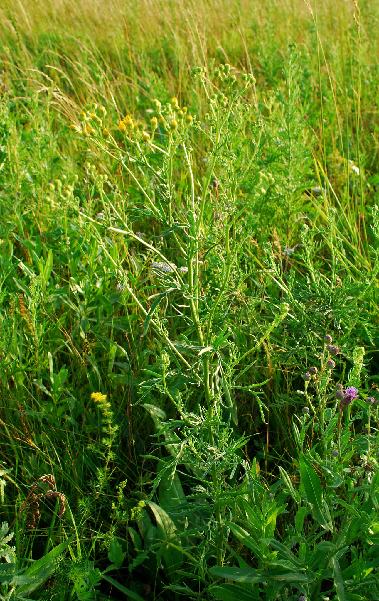 Plancia ëd Jacobaea erucifolia (L.) Gaertn. Mey. & Scherb.