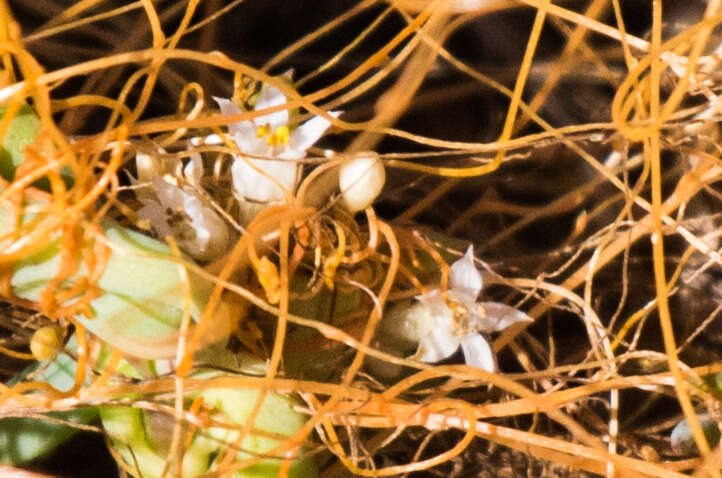 Image of Cuscuta pacifica Costea & M. A. R. Wright