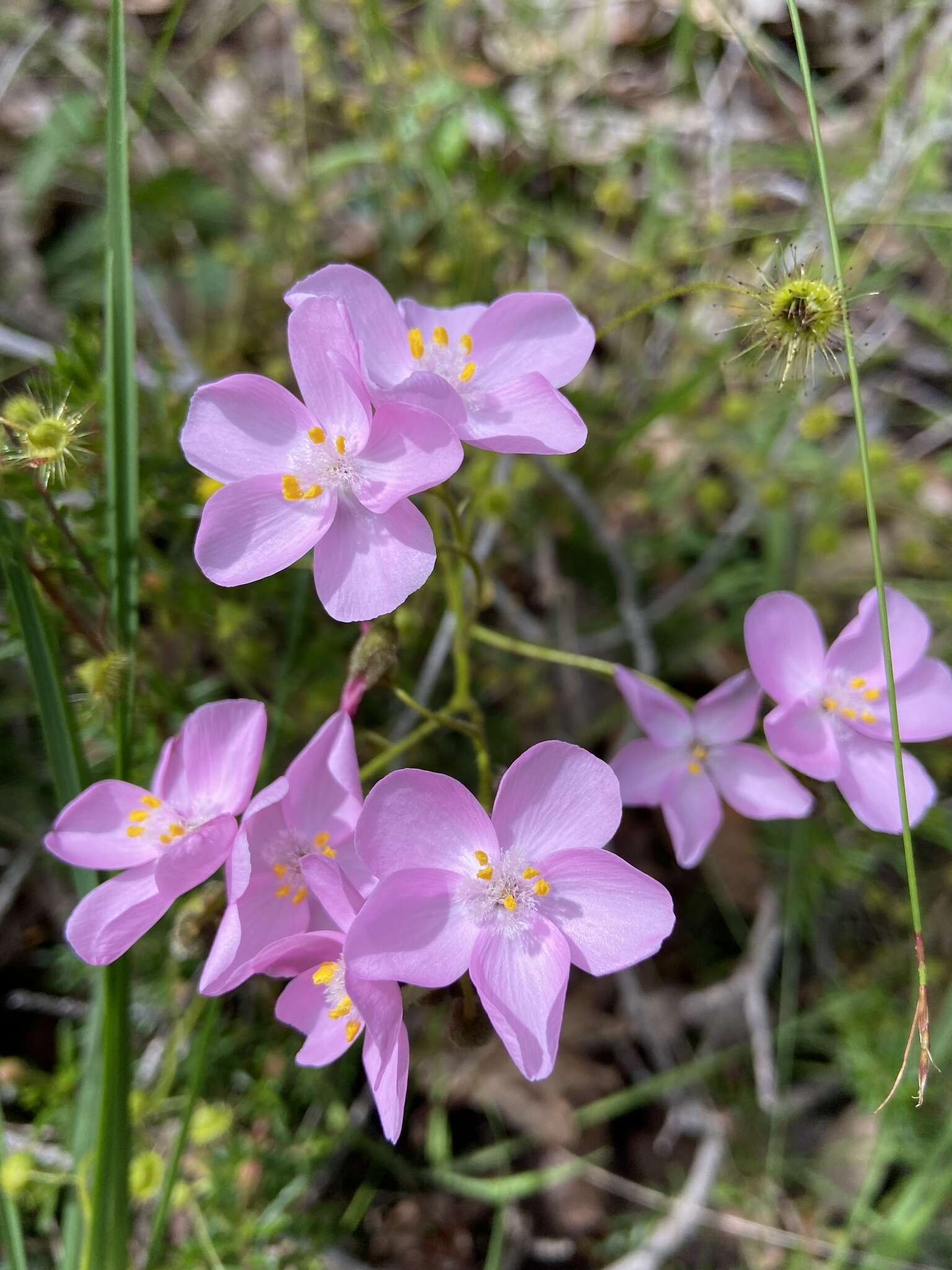 Слика од Drosera indumenta Lowrie & Conran