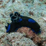 Image of Morose black and blue slug