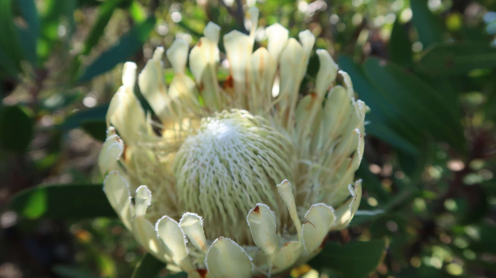 Plancia ëd Protea obtusifolia Buek ex Meissn.