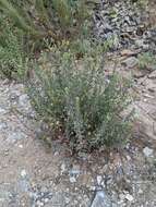 Image of sessileflower false goldenaster