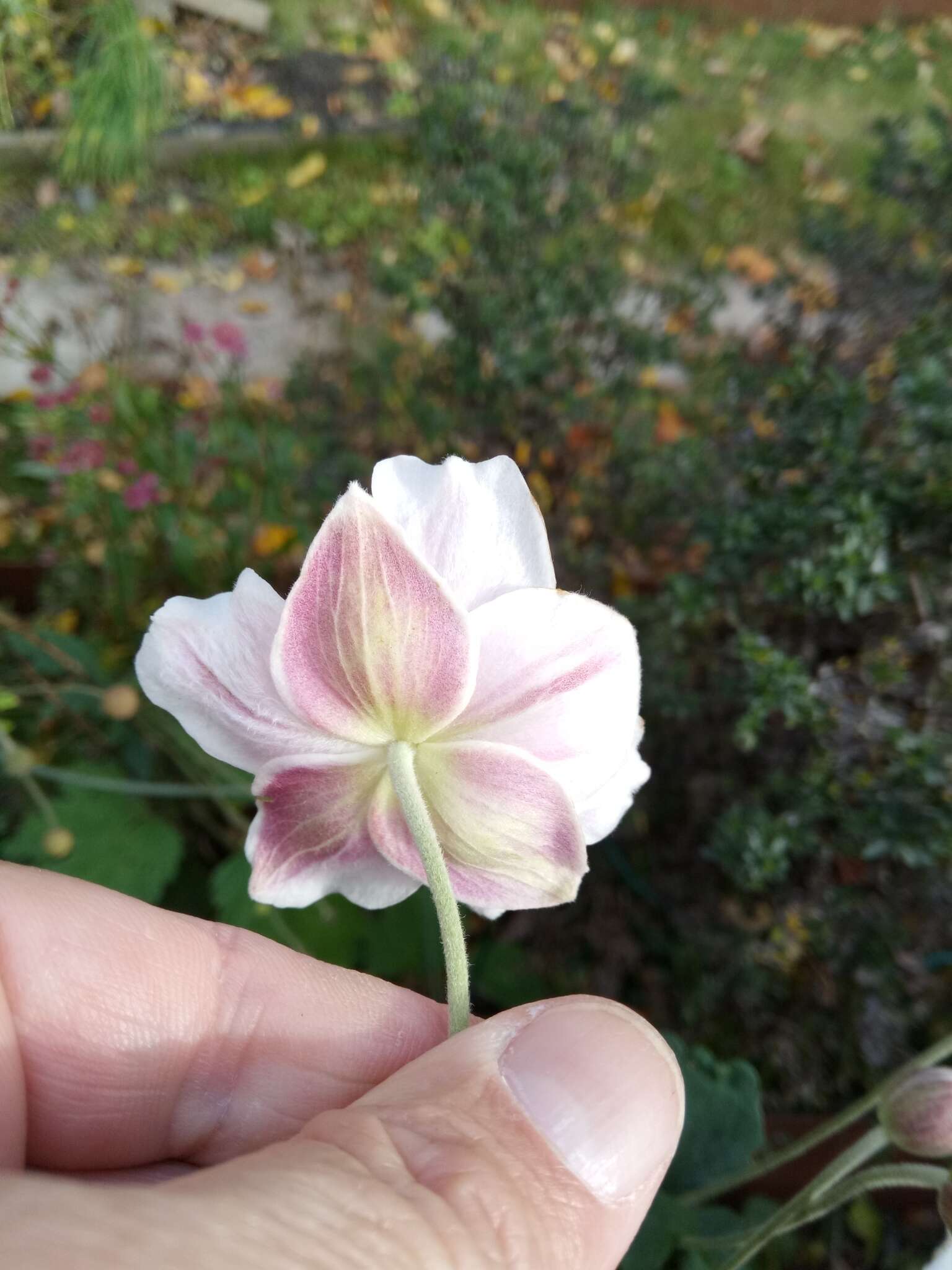 Image of Japanese Thimbleweed