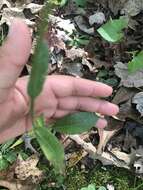 Image of rough hawkweed