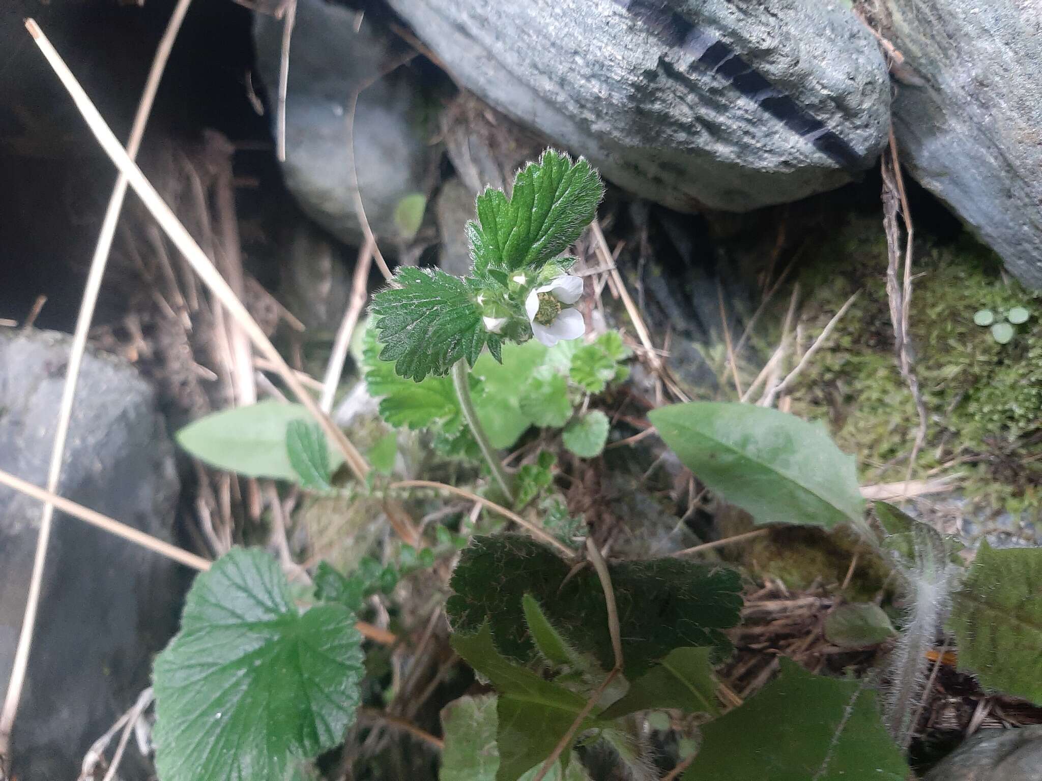 Image of Geum cockaynei (F. Bolle) B. P. J. Molloy & C. J. Webb